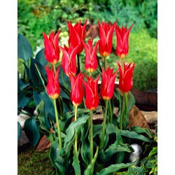 Tulipan Aladdin - 5 cebulek