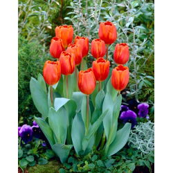Tulipan Annie Schilder - opak. 5 szt.
