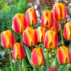 Tulipan Apeldoorn's Elite - 5 cebulek