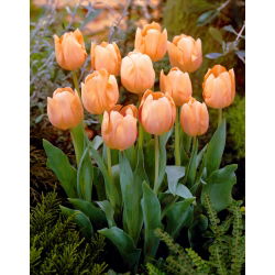 Tulipan Apricot Beauty - 5 cebulek