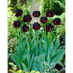 Tulipan Black Hero - 5 cebulek