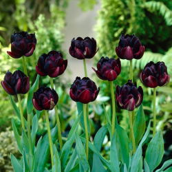 Tulipan Black Hero - 5 cebulek