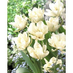 Tulipan Exotic Emperor - opak. 5 szt.