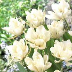 Tulipan Exotic Emperor - opak. 5 szt.