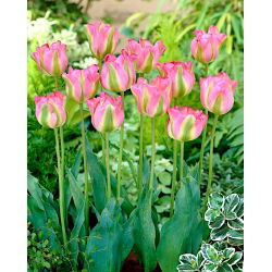 Tulipan Groenland - 5 cebulek