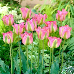 Tulipan Groenland - 5 cebulek