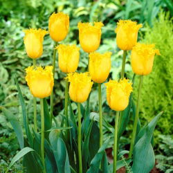 Tulipan Hamilton - 5 cebulek
