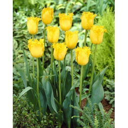 Tulipan Hamilton - 5 cebulek