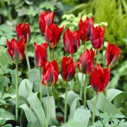 Tulipan Hollywood - opak. 5 szt.