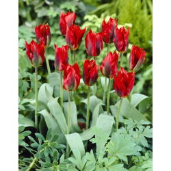 Tulipan Hollywood - opak. 5 szt.