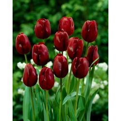 Tulipan Jan Reus - 5 cebulek