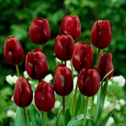 Tulipan Jan Reus - 5 cebulek