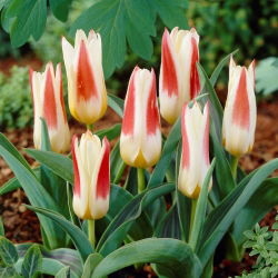Tulipan Johann Strauss - 5 cebulek