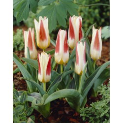 Tulipan Johann Strauss - 5 cebulek