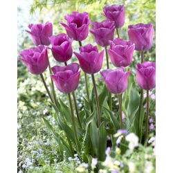 Tulipan Magic Lavender - 5 cebulek
