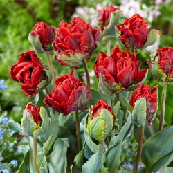 Tulipan Rococo Double - pełny - opak. 5 szt.