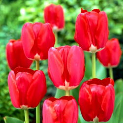 Tulipan Spring Song - opak. 5 szt.