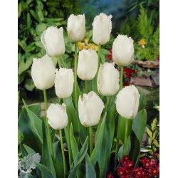 Tulipan Swan Wings - 5 cebulek