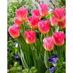 Tulipan Tom Pouce - opak. 5 szt.