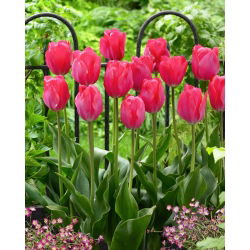 Tulipan Van Eijk - 5 cebulek