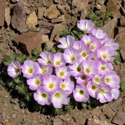 Szczawik chilijski - Oxalis Adenophylla - duża paczka! - 50 szt.