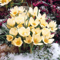 Krokus Cream Beauty - duża paczka! - 200 szt.