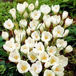 Krokus Miss Vain - duża paczka! - 200 szt.