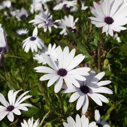 Osteospermum białe - 35 nasion