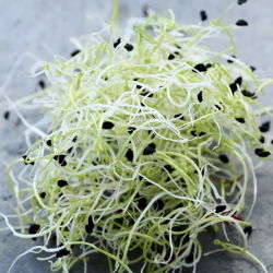 Nasiona na kiełki - por - 100 nasion