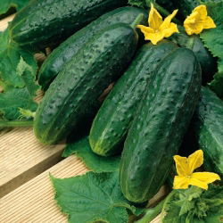 Ogórek Nadusha F1 - gruntowy, konserwowy, odmiana holenderska - 40 nasion