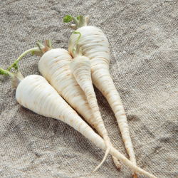 Pietruszka korzeniowa Alba - 3000 nasion