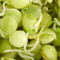 Nasiona na kiełki - Soczewica - 990 nasion