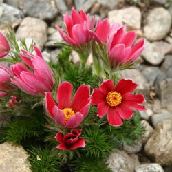 Sasanka - Anemone pulsatilla - czerwona