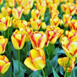 Tulipan Cape Town - opak. 5 szt.