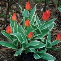 Tulipan Praestans Unicum - opak. 5 szt.