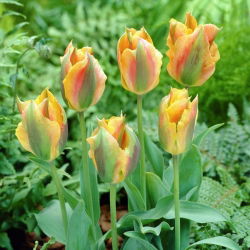 Tulipan Golden Artist - 5 cebulek
