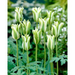 Tulipan Spring Green - 5 cebulek