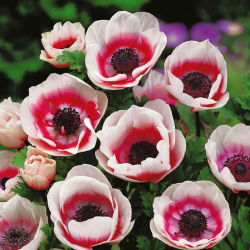 Zawilec Bicolor - De Caen - 8 bulw