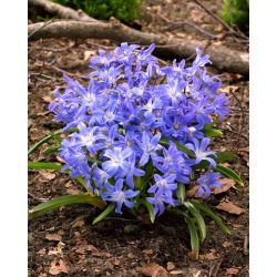 Śnieżnik lśniący - Chionodoxa luciliae - 10 cebulek