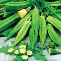Ketmia jadalna - Okra - 30 nasion