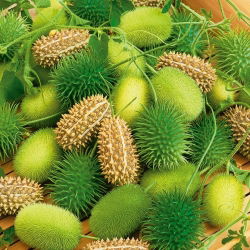 Ogórek ozdobny - 54 nasion