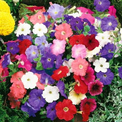 Petunia ogrodowa - mieszanka odmian - 800 nasion