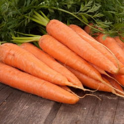 BIO Marchew Berlikumer - Certyfikowane nasiona ekologiczne - 4250 nasion
