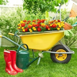 Aksamitka rozpierzchła - zestaw 3 odmian nasion