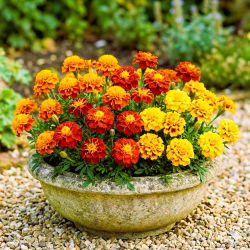 Aksamitka rozpierzchła - zestaw 3 odmian nasion