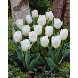 Tulipan niski biały - Greigii white