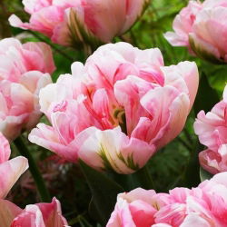 Tulipan Finola - opak. 5 szt.