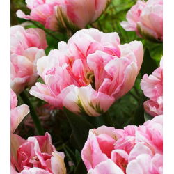 Tulipan Finola - opak. 5 szt.