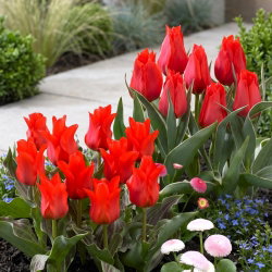 Red Deluxe - zestaw 2 odmian tulipanów - 60 szt.