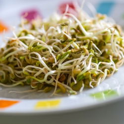 BIO Nasiona na kiełki - Soczewica - Certyfikowane nasiona ekologiczne - 990 nasion